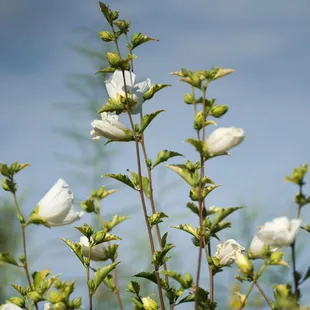 Diana Rose of Sharon