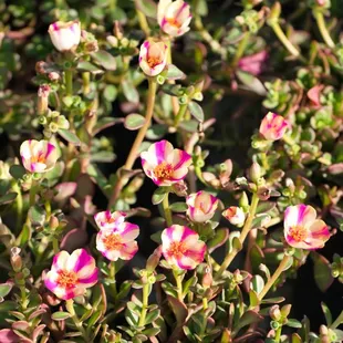 Portulaca Colorblast Pink Lady