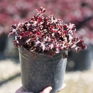 Purple Petticoats Coral Bells