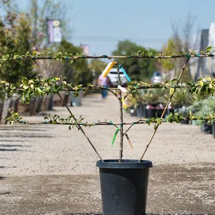 6-in-1 Espalier