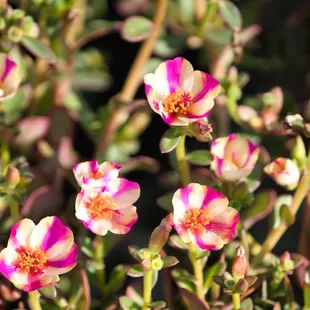 Portulaca Colorblast Pink Lady