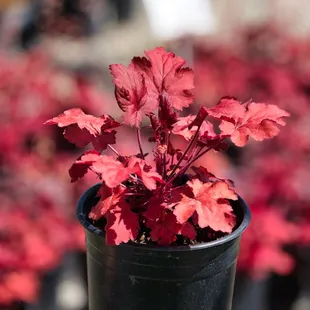 Fire Alarm Coral Bells