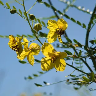 Cercidium Hybrid Desert Museum