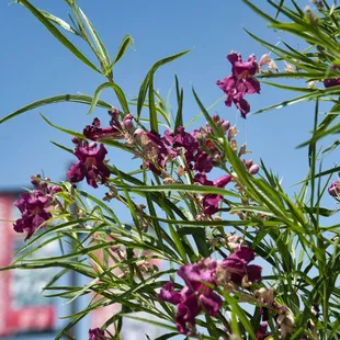 Burgundy Lace Desert Willow