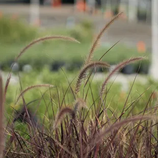 Grass Pennisetum s. Fireworks