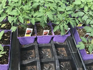 Wind Ridge Herb Farm