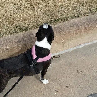 Great walk