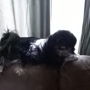 Leilo thinks she is a cat dog lol