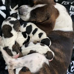Halo and her six pups