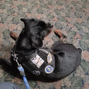 a dog wearing a vest