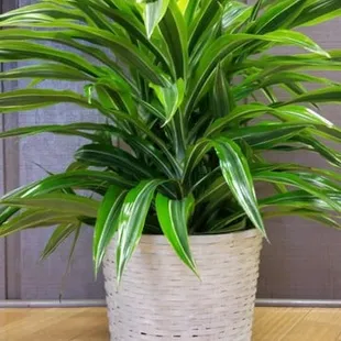 Beautiful plants are great for House Warming gifts