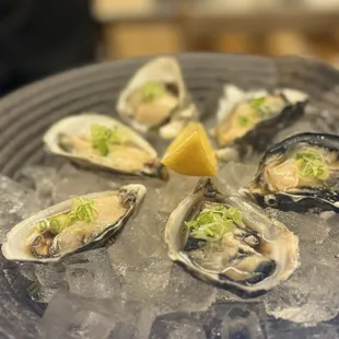 Shigoku Oyster, kumamoto OYSTER