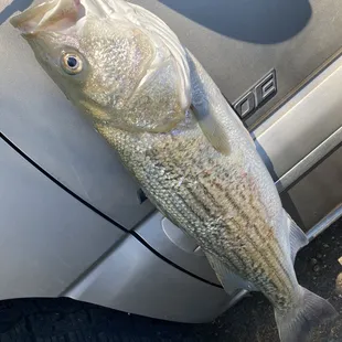 Benicia Bait & Tackle