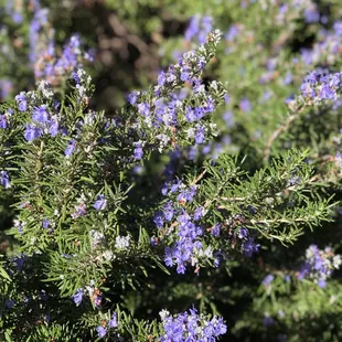 Rosemary
