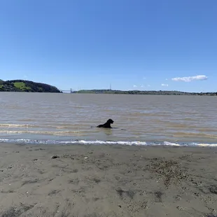 He couldn't resist the water, but be warned!   They will have a strong "sea smell" from this beach/shore.