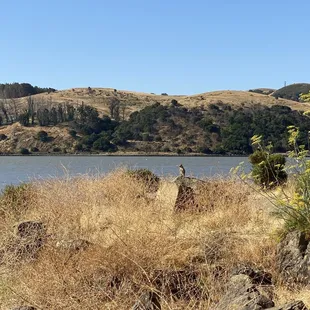 This creature was out doing the Lord's work for his friends letting them know we (human and dog) were about to pass