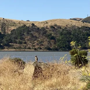 The neighborhood watch.