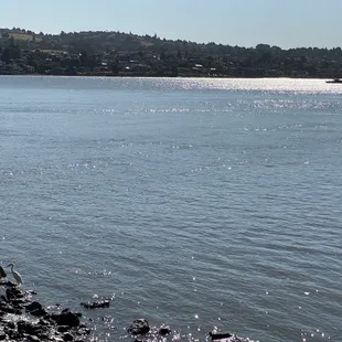 Another nice view, another nice egret