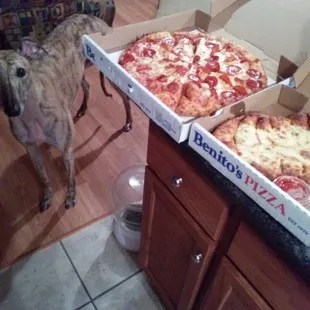 a dog standing in front of two pizzas