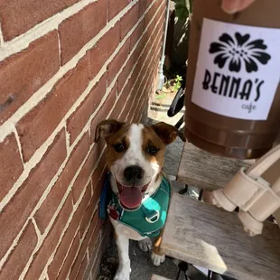 a brown and white dog wearing a green vest