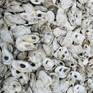 Oyster shells