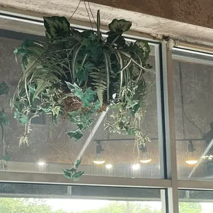 plastic plants circus 1070's