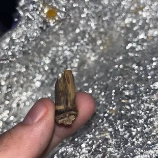 What was in my bean and cheese