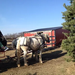 Take a horse drawn carriage ride to the bigger trees