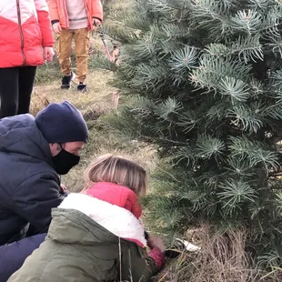 Cutting down the - everyone got to help!