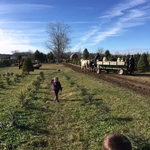 Horse drawn carriage and Santa in a tractor were a nice touch