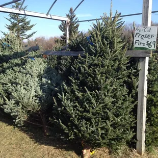 Pre-cut trees.  Borrow a saw to cut your own for the full experience!