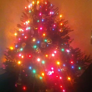 Norway spruce, my whole house smells like Christmas!