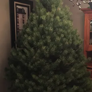 Picked a beautiful tree!