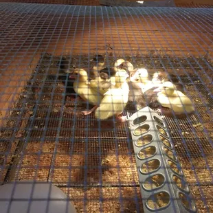 Ducklings