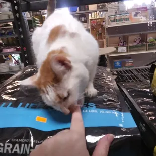 Meow