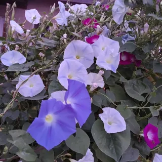 AZ S.