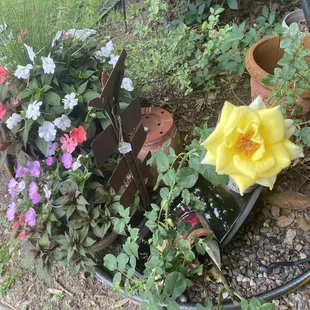 Beautiful plants... Indoor also