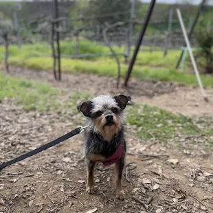 a small dog on a leash