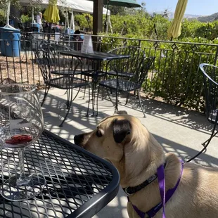 Dog-friendly! And such a lovely patio area