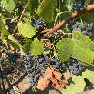 Almost ready to be harvested!