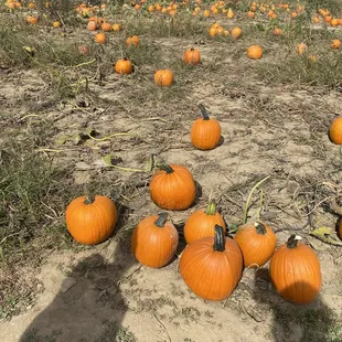 Pumpkin Patch .40 cents per pound