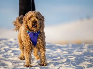 White Sands National Park