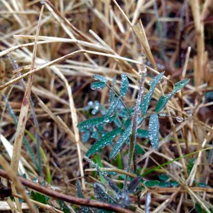 We plant cover crops to help build our soils and feed the livestock. This is vetch, a legume that will naturally fix nitrogen.