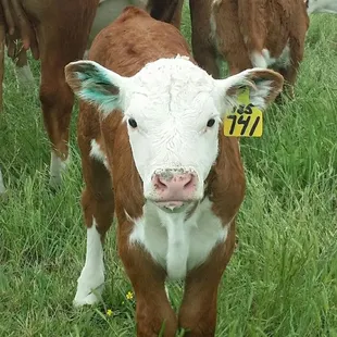 Our calves and lambs are born when the native wildlife are giving birth in the spring.