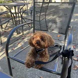 Outdoor seating for my fur baby