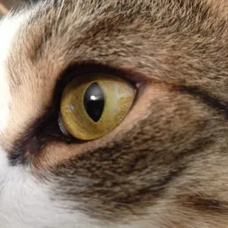 Pearl E.