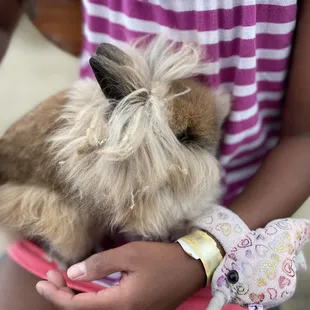 Baby bunny! They can hold him with adult supervision. He does have nails! Ouch.