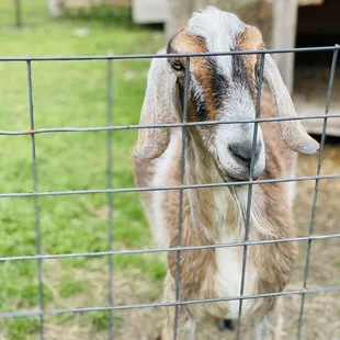 a goat behind a fence