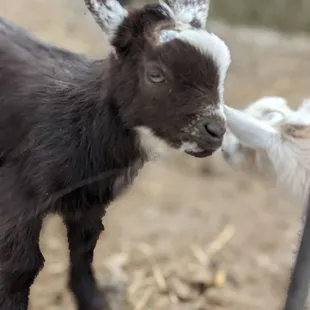 Baby goats