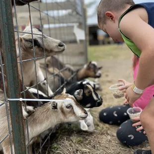 Baby goats!